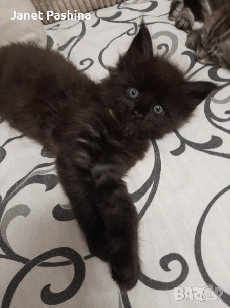 Мейн кун, снимка 1