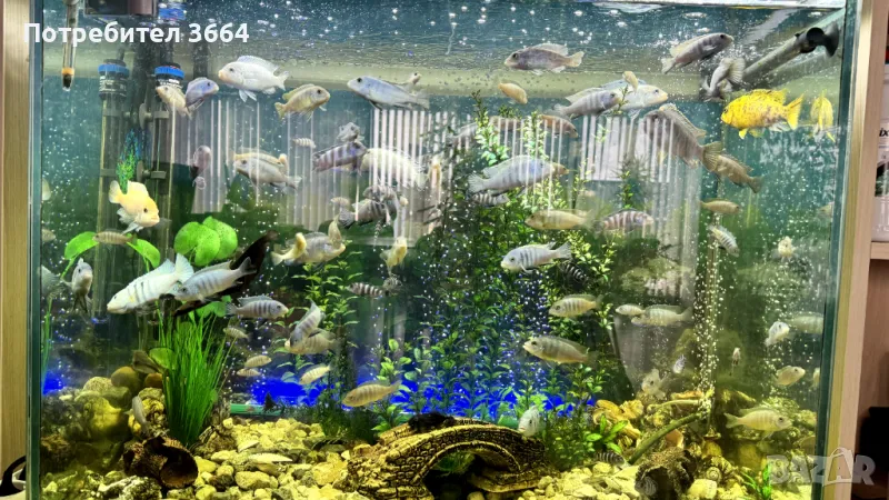 АКВАРИУМ - 180 литра напълно оборудван заедно с рибките, снимка 1