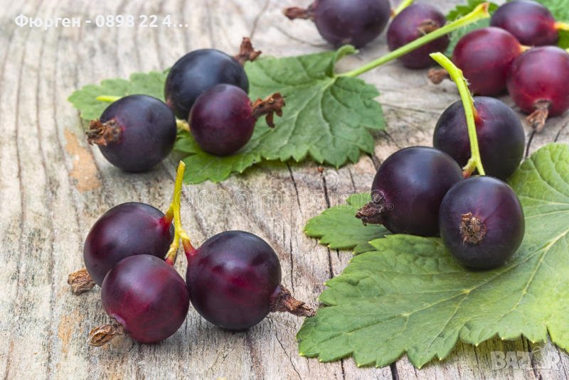 Йоща - Хибрид между касис  и цариградското грозде, снимка 1