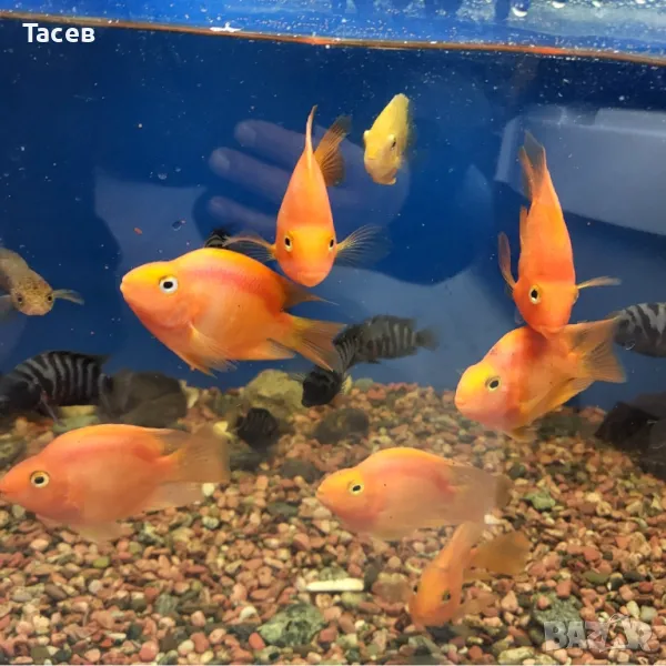 Червен папагал 7см, снимка 1