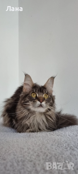 Коте Мейн Кун , снимка 1