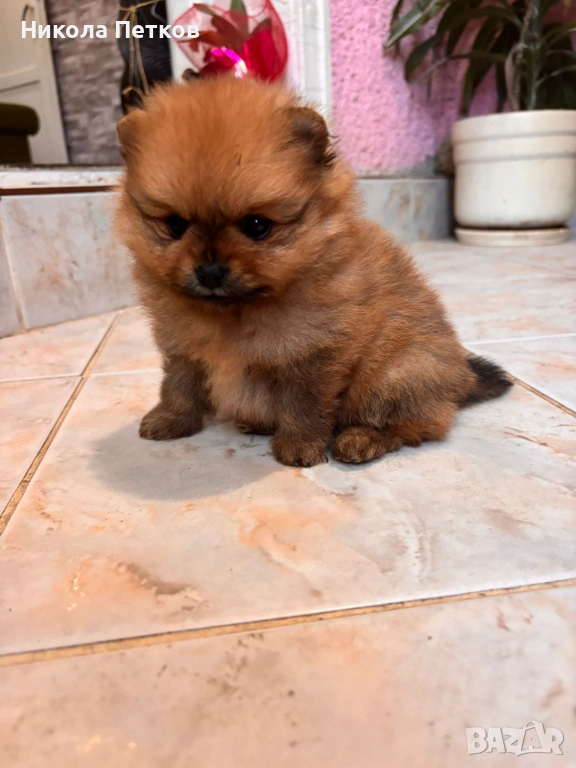 Померан мини , снимка 1