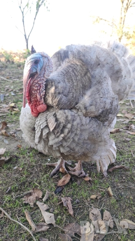 продавам пуйки 15лв килограма, снимка 5 - Кокошки и пуйки - 52826658