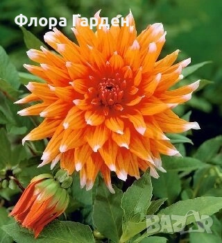 ДАЛИЯ - Глудки/ ПРЕДВАРИТЕЛНИ ПОРЪЧКИ, снимка 4 - Сортови семена и луковици - 44793217