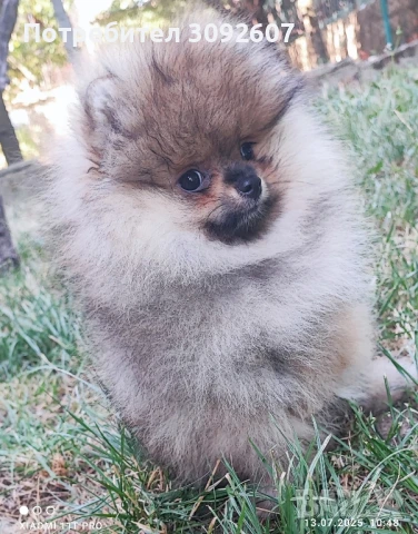 Померанче женско, снимка 2 - Померан - 51003903