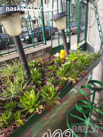 Делелец, африканска роза, снимка 3 - Градински цветя и растения - 32619829