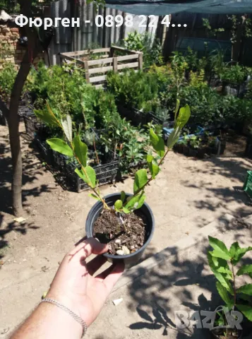  Бреза и Върба, снимка 11 - Разсади - 47441640