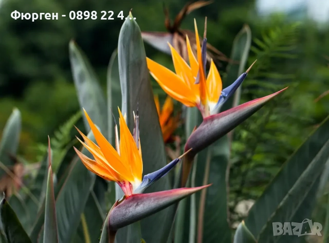 Кралска стрелиция (Strelitzia reginae), снимка 2 - Разсади - 52906618