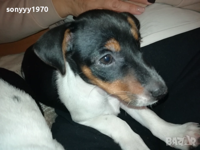 СЛАДКО КУТРЕ-ДЖАКЧЕ МОМИЧЕ 2610251635, снимка 4 - Джак ръсел териер - 52187082