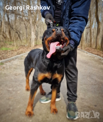 Ротвайлери , снимка 12 - Ротвайлер - 52298947