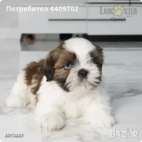 Mini Pomeranian Girl, снимка 1