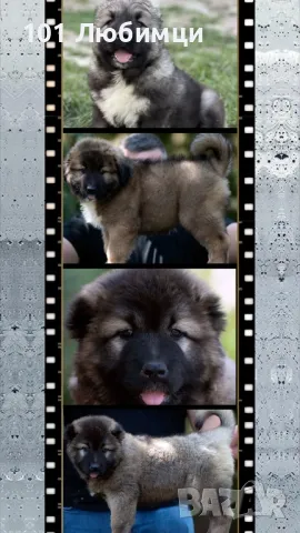 Кавказки овчарки 