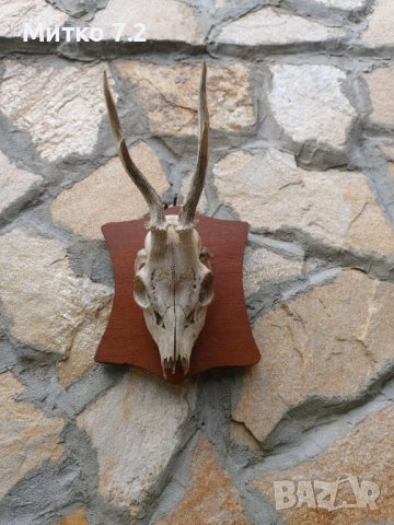 Ловен трофей от сръндак, снимка 6 - Други - 37542518