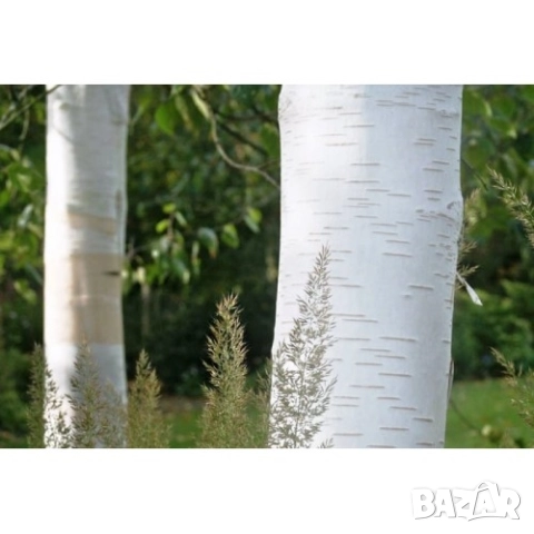 Бяла бреза в саксия , снимка 2 - Градински цветя и растения - 51862889