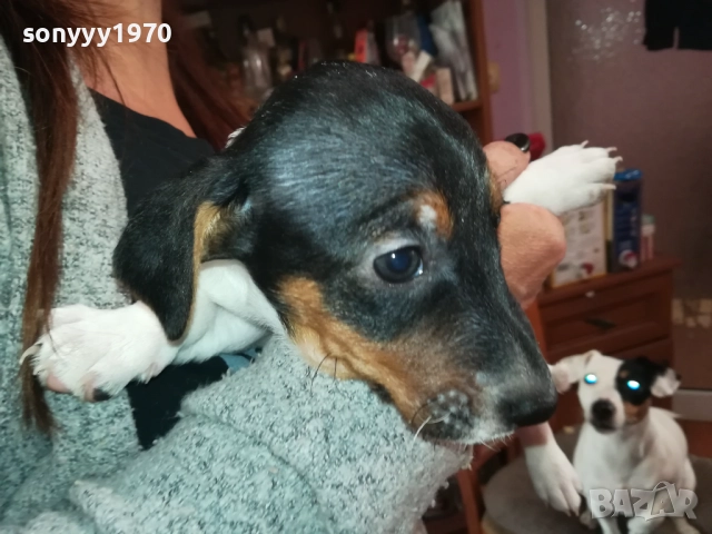 ЖЕНСКО КУТРЕ-ДЖАК РЪСЕЛ НА 40 ДЕНА 2909251558