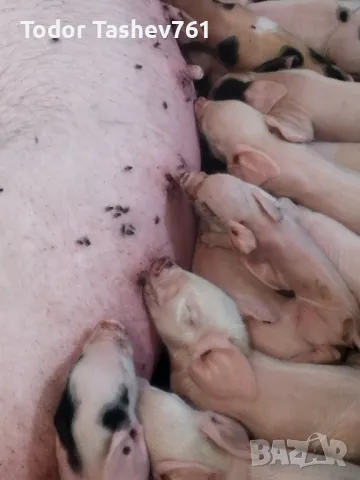 малки прасенца , снимка 1