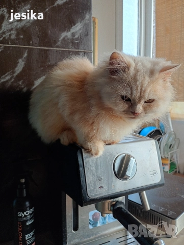 персийки на 4месеца с хигиенни навици , снимка 3 - Персийска - 52052644