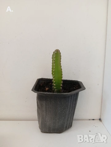 растение драконов плод 