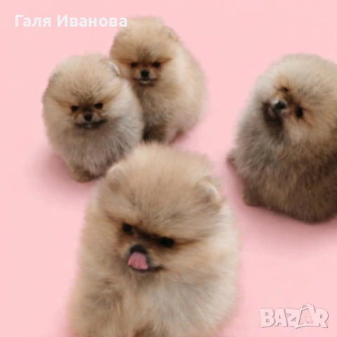 Миниатюрни померани