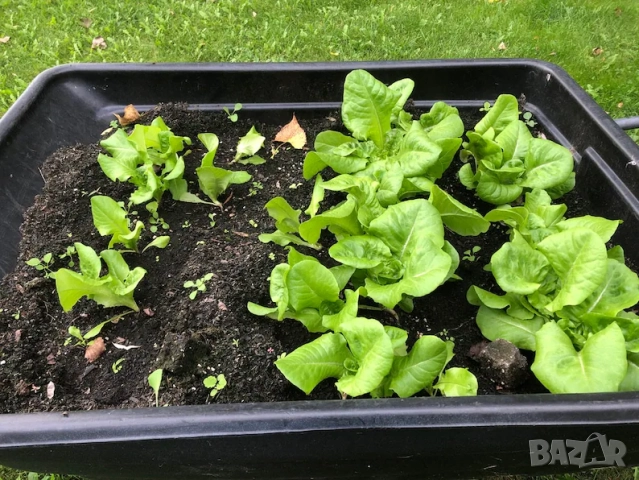 ПРОИЗВЕЖДАМ ОРГАНИЧЕН ДЪРВЕН ОЦЕТ (Organic Wood Vinegar) - ТОР ЗА НАТОРЯВАНЕ НА РАСТЕНИЯТА, снимка 5 - Тор и почвени смеси - 51989118