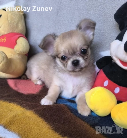 Чихуахуа , снимка 1