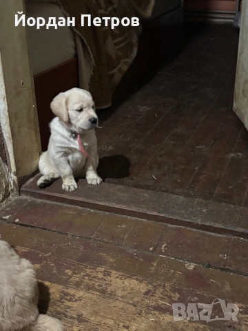 Лабрадор Редривър , снимка 8 - Лабрадор ретривър - 53390012