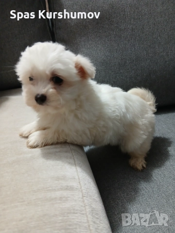 Продавам малтийска болонка