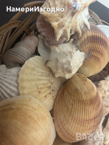 Миди за аквариум, снимка 3 - Оборудване за аквариуми - 52256862