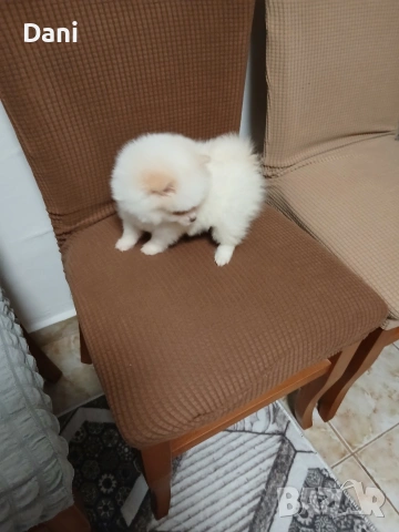 Mini Pomeran, снимка 17 - Померан - 53567326