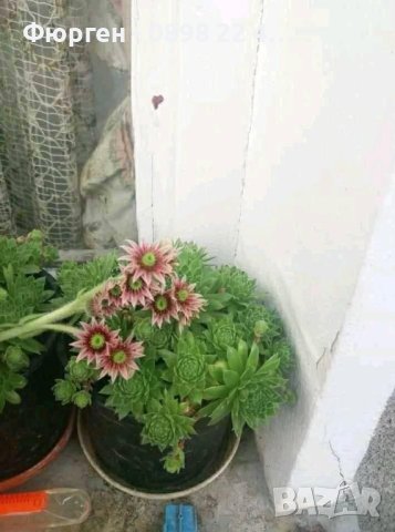 Дебелец - Скална роза, снимка 3 - Разсади - 43039376