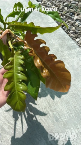 Philodendron Golden Crocodile, снимка 2 - Стайни растения - 50765764