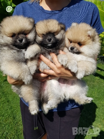 Померан померанчета свободни!, снимка 3 - Померан - 51699800