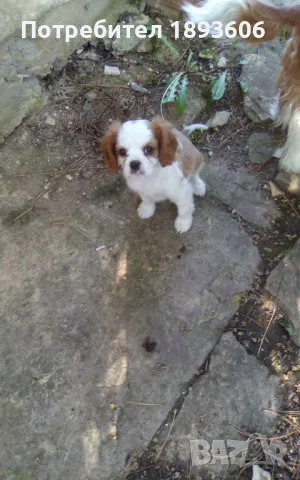 Кавалер Кинг Чарлз шпаньол, снимка 3 - Кавалер кинг чарлз шпаньол - 50016007