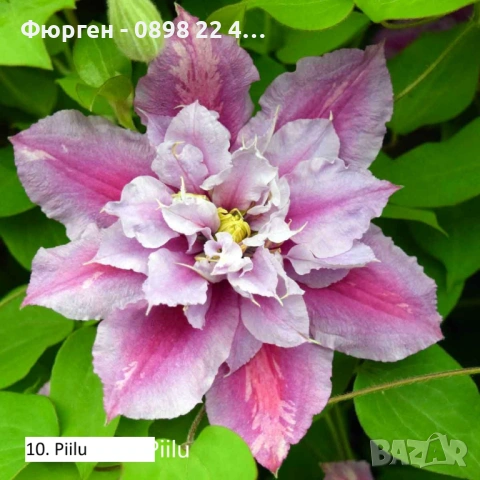 Клематис налични 33 вида, снимка 10 - Разсади - 48740865