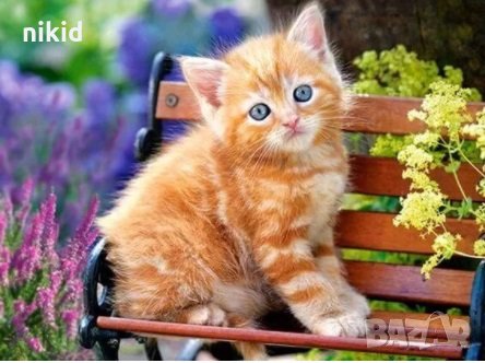 Рижаво коте 5D диамантен гоблен картина мозайка за направа по схема с камъчета