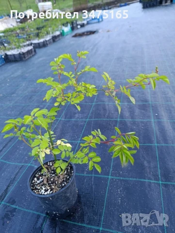 Катереща роза Моцарт, снимка 4 - Градински цветя и растения - 50541276