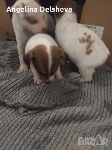 Кирил , снимка 2 - Пинчер - 52973105