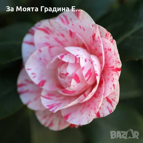 Камелия - Kamelia flower, снимка 2 - Градински цветя и растения - 49761578