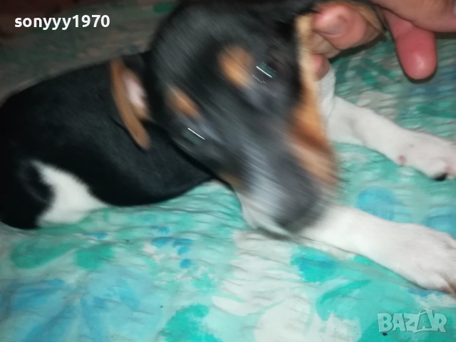 ЖЕНСКО ДЖАКЧЕ НА 90 ДЕНА 2011251700, снимка 16 - Джак ръсел териер - 52482164