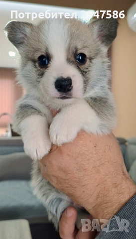 Кученца Уелско корги пембрук – приемат се резервации, снимка 4 - Други - 53220591