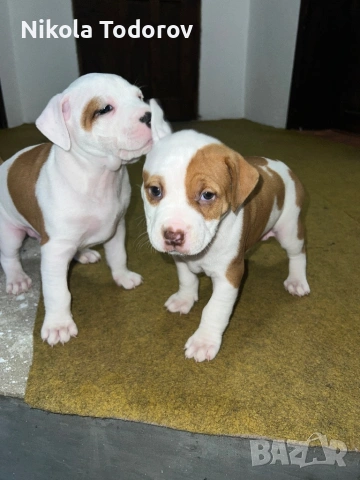 Питбулчета , снимка 6 - Питбул - 53228709