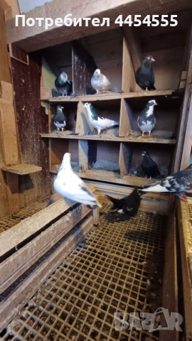Гълъби 30 броя, снимка 5 - Гълъби - 52369901