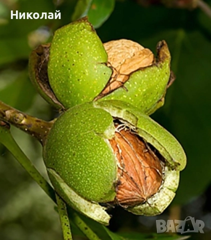 изкупувам обвивката на ореха,зелената обелката на ореха 