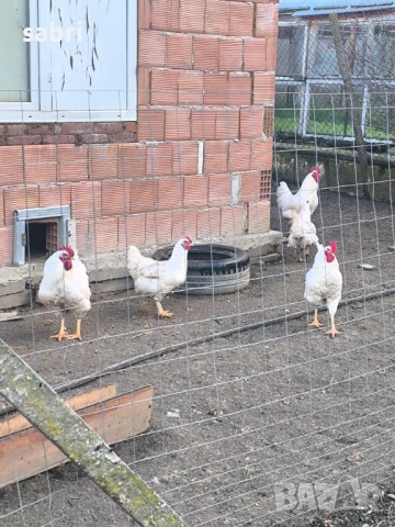 Огромни петли, снимка 4 - други­ - 53265953