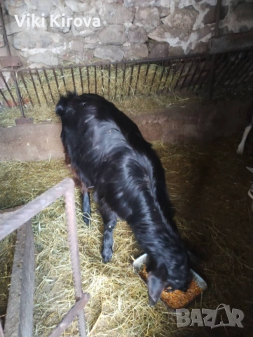 Продавам мъжки пръч за разплодие, снимка 2 - Кози - 53075083