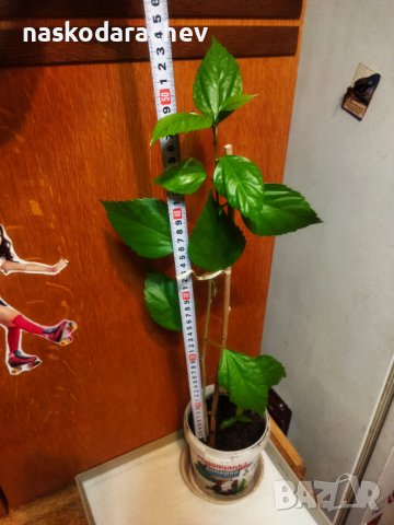 Китайски рози хибискус цвят банан оранжев празен фуния , снимка 8 - Стайни растения - 39360805