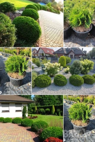 Кълбовидна туя Даника