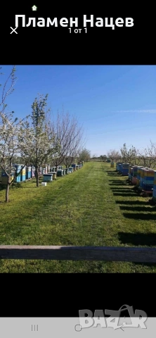 Пчелни семейства със сандъци!