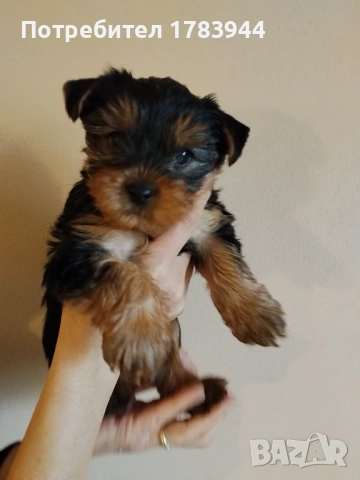 Женско йорки родено на 12.12.2025, снимка 4 - Йоркширски териер - 53285579