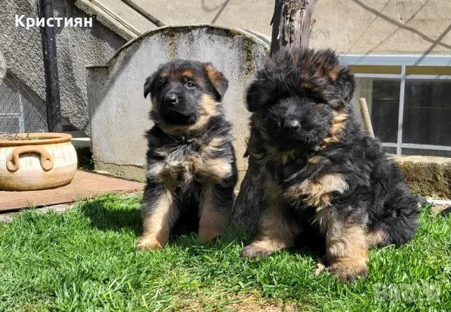 Немска овчарка , снимка 1